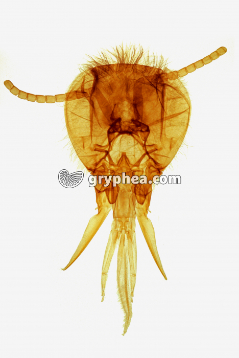 Tête d'insecte - type broyeur-lécheur - Abeille x2,5  - gryphea.com